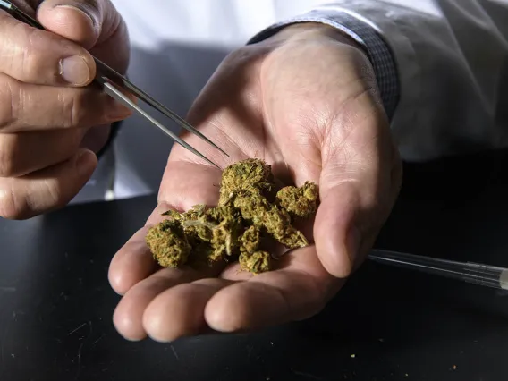 close up of a white person's hand holding several cannabis buds